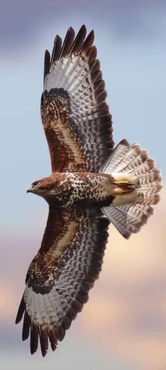 是雄鹰就要展翅飞翔