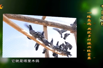 《致富有道》丨一路高“鸽” 共筑乡村振兴“致富巢”